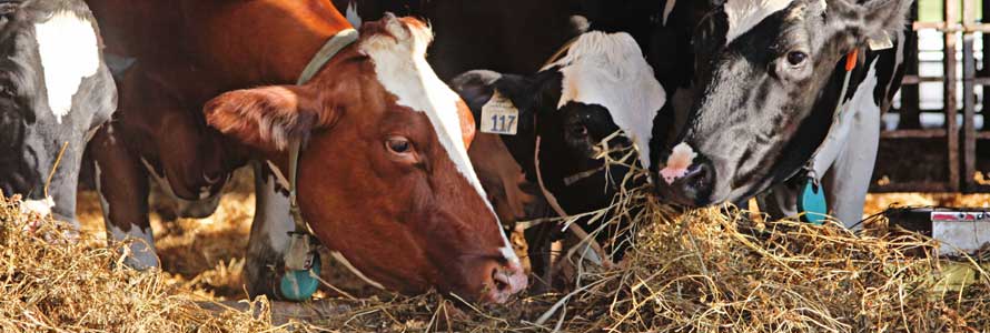 Rindergenetik Headerbild