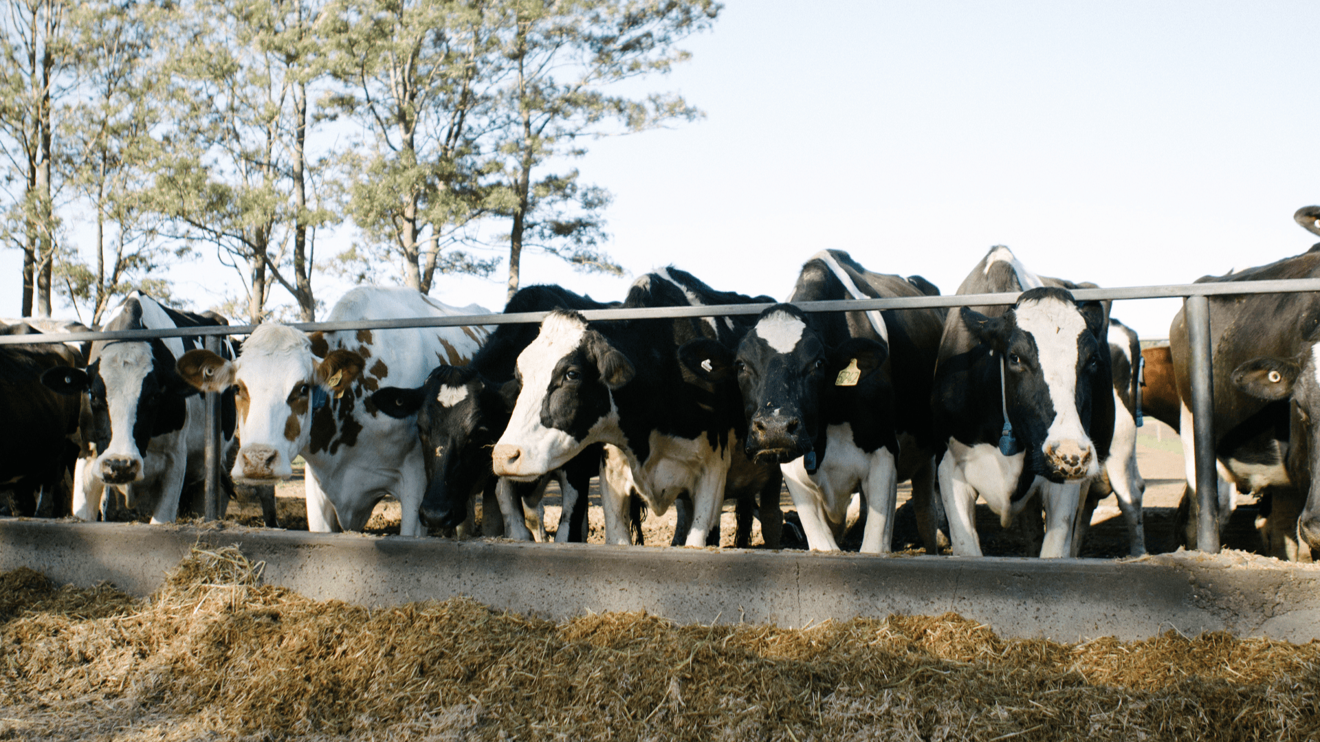 Rinderherde im Stall